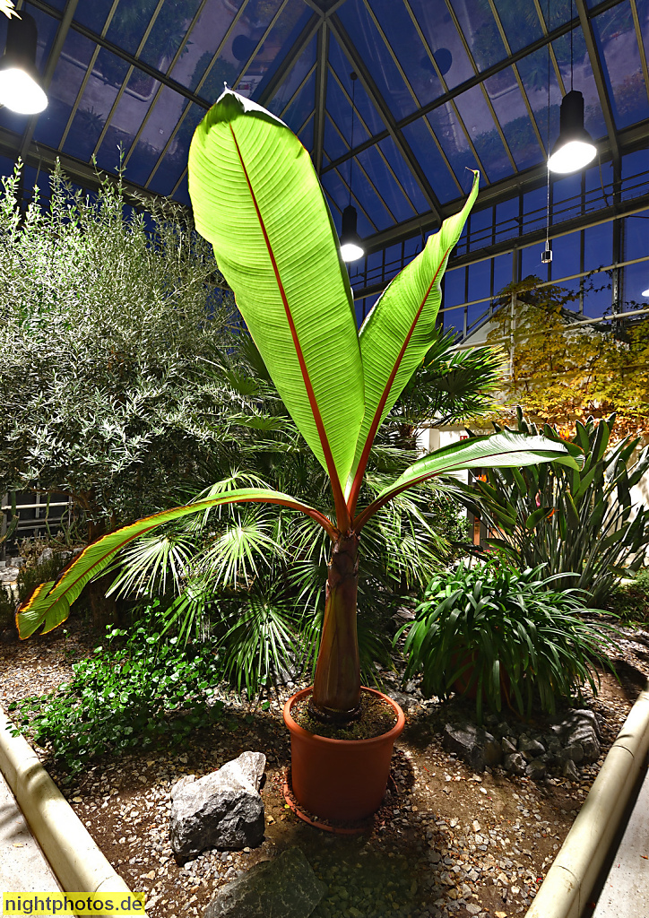 Berlin Pankow Botanischer Volkspark Blankenfelde. Hochgewächshaus mit Verbinder erbaut 1928-1929 von Albert Brodersen. Bananenpalme